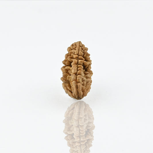 Natural 1 Mukhi Nepali Rudraksha With Certificate-1R01