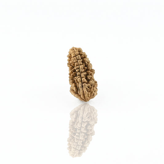 Natural 1 Mukhi Nepali Rudraksha With Certificate-1R02