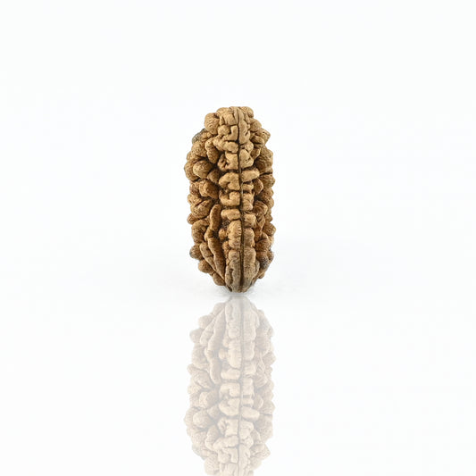 Natural 1 Mukhi Nepali Rudraksha With Certificate-1R03