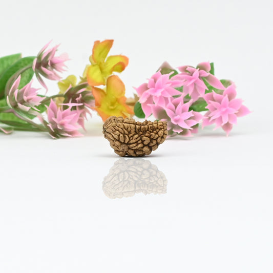 Natural 1 Mukhi Nepali Rudraksha With Certificate-1R05