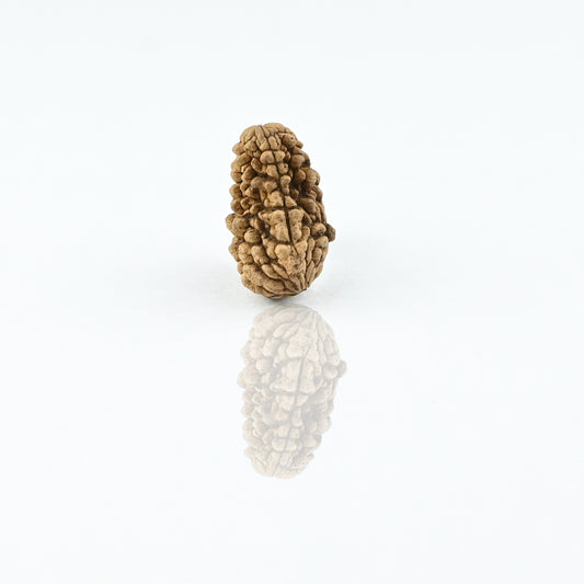 Natural 1 Mukhi Nepali Rudraksha With Certificate-1R06