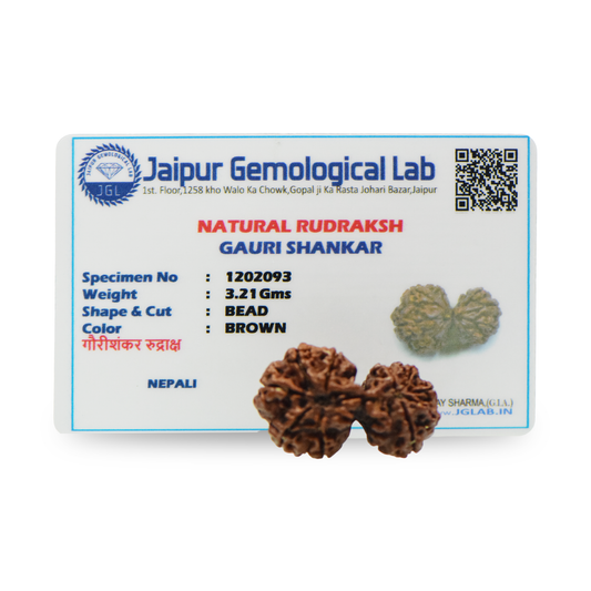 Natural Gauri Shankar Rudraksha With Certificate-GS91