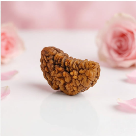 Natural 1 Mukhi Rudraksha Beads – AAA Premium Quality