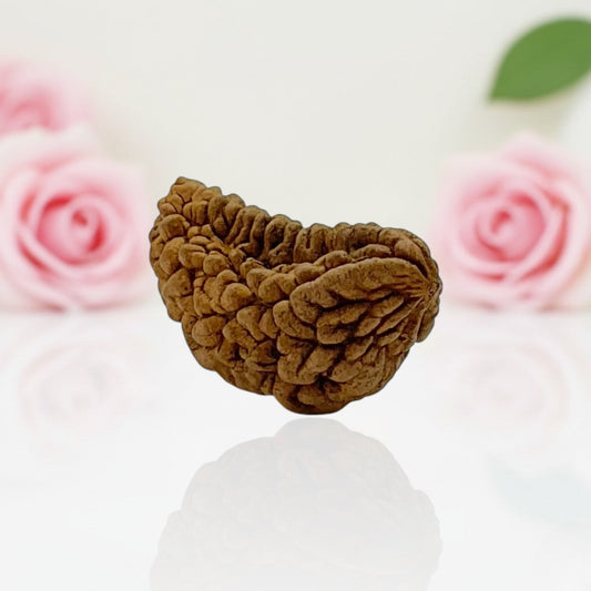 Natural 1 Mukhi Rudraksha Beads– AA Premium Quality