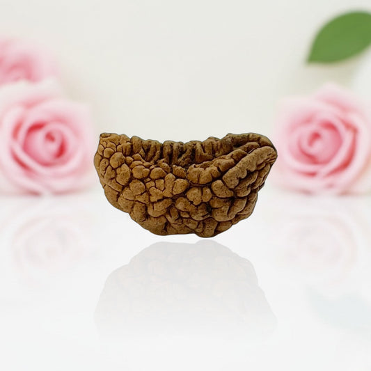 Natural 1 Mukhi Rudraksha Beads– AA Premium Quality