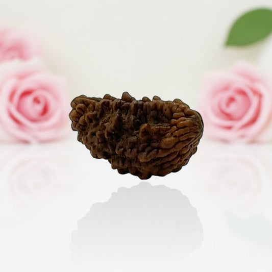 Natural 1 Mukhi Rudraksha Beads – A Premium Quality