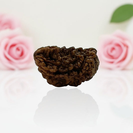Natural 1 Mukhi Rudraksha Beads – A Premium Quality