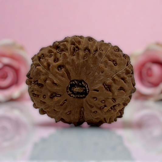 Natural 14 Mukhi Rudraksha