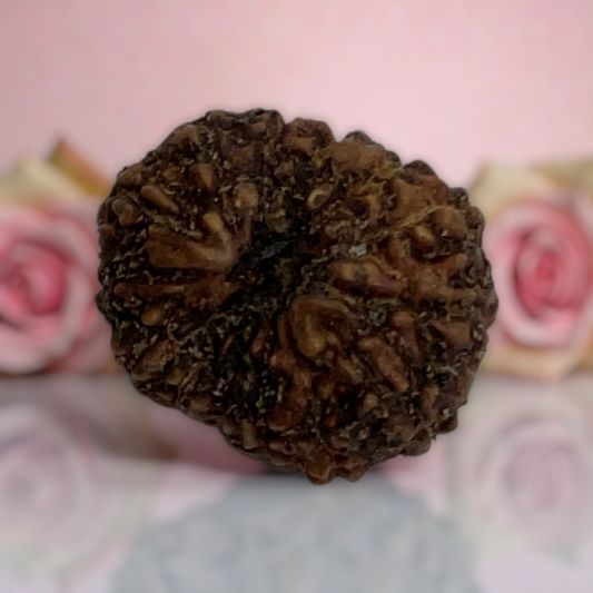 Natural 14 Mukhi Rudraksha
