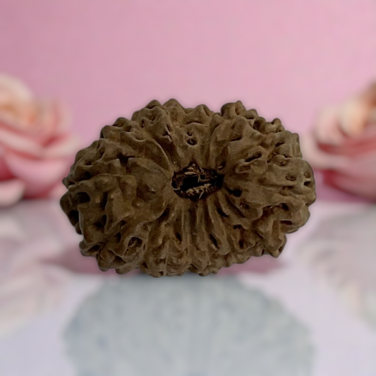 Natural 14 Mukhi Rudraksha
