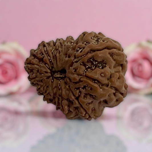 Natural 14 Mukhi Rudraksha
