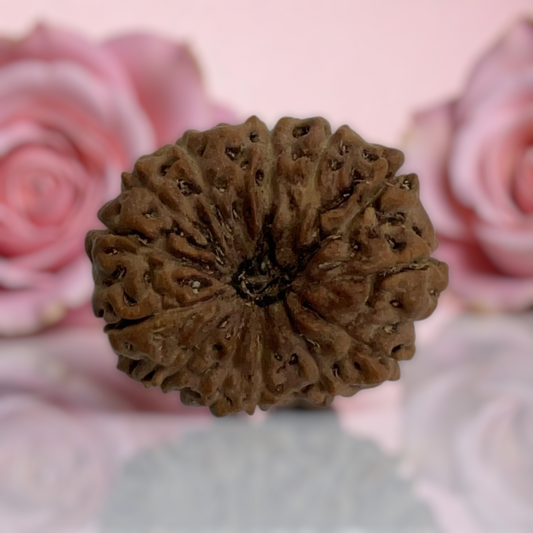 Natural 14 Mukhi Rudraksha