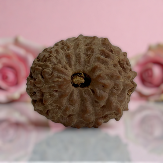 Natural 14 Mukhi Rudraksha