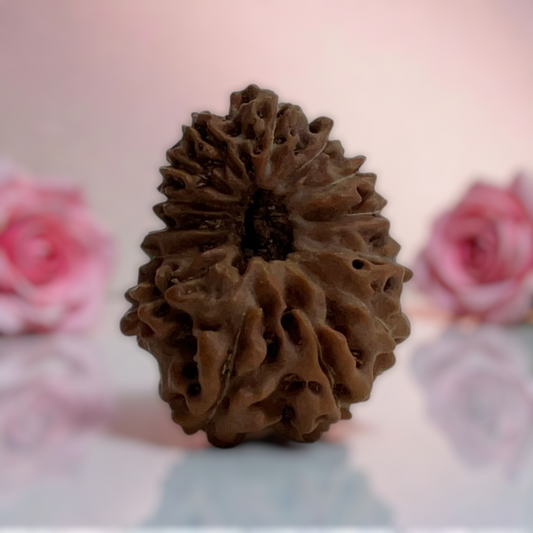Natural 14 Mukhi Rudraksha