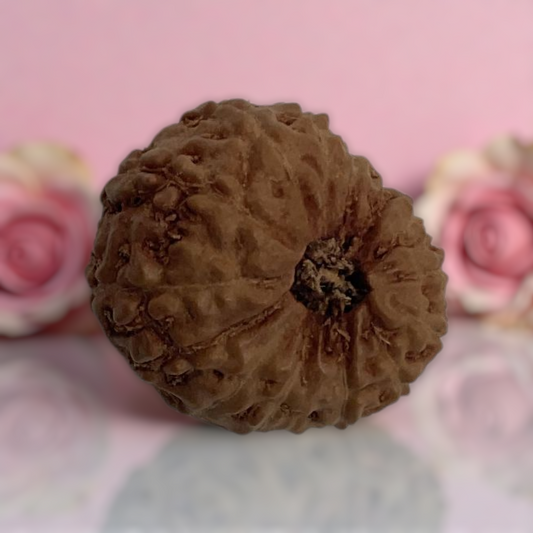 Natural 14 Mukhi Rudraksha