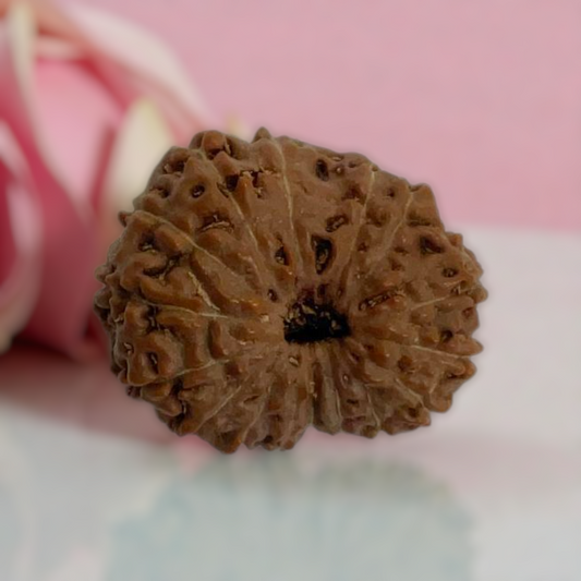 Natural 14 Mukhi Rudraksha