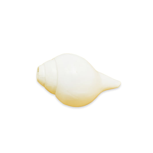 '5.5 Natural Conch Shell Loud Blowing Shankh for Pooja - 270 Gm (Approx)