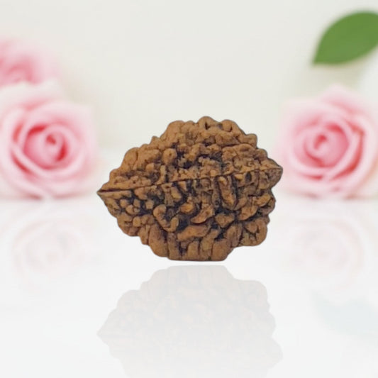 Natural 2 Mukhi Rudraksha – AA Premium Quality