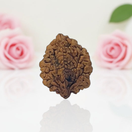 Natural 2 Mukhi Rudraksha – AA Premium Quality