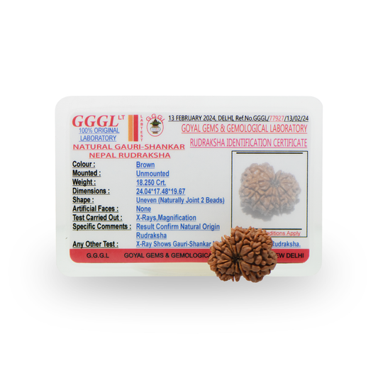 Natural Gauri Shankar Rudraksha With Certificate-GS97