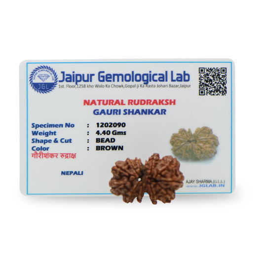 Natural Gauri Shankar Rudraksha With Certificate-GS92