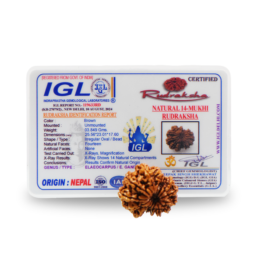 Natural 14 Mukhi Nepali Rudraksha With Certificate-14R96