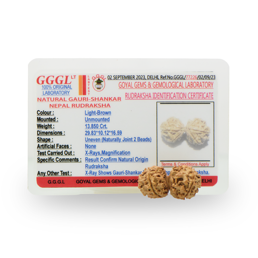 Natural Gauri Shankar Rudraksha With Certificate-GS96