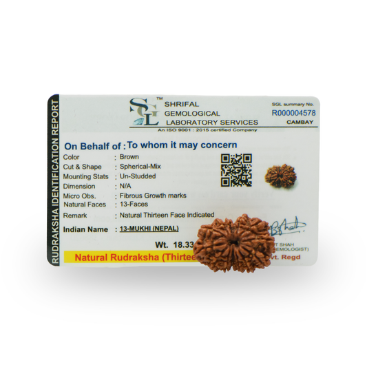 Natural 13 Mukhi Nepali Rudraksha With Certificate-13R97