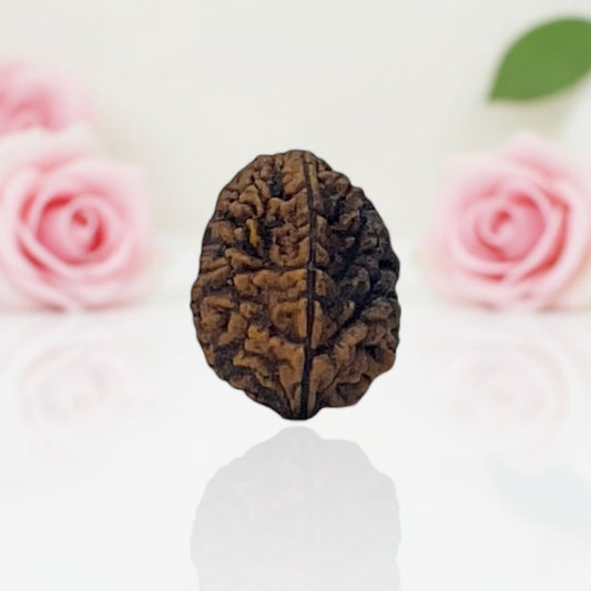 Natural 2 Mukhi Rudraksha – A Premium Quality