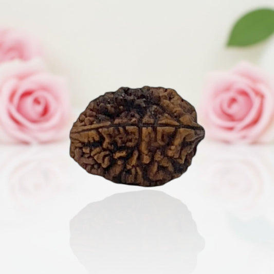 Natural 2 Mukhi Rudraksha – A Premium Quality