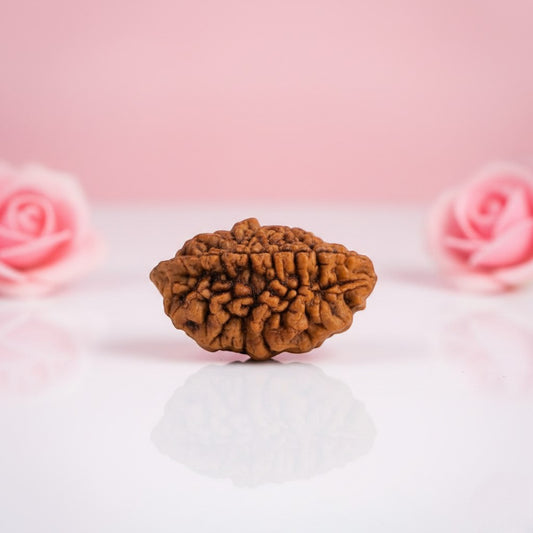 Natural 2 Mukhi Rudraksha – AAA Premium Quality