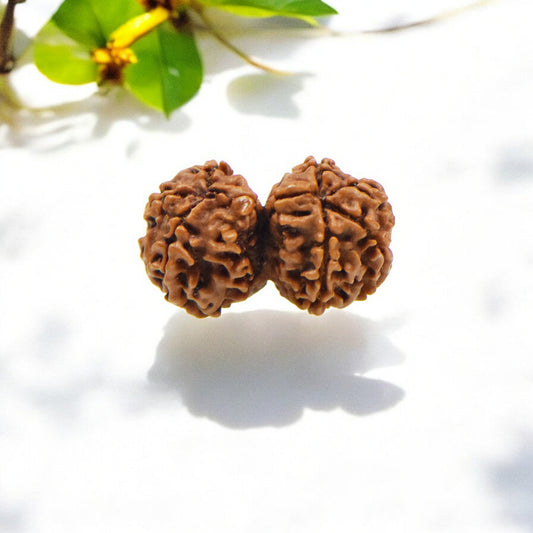 Natural Gauri Shankar Rudraksha With Certificate-GS95