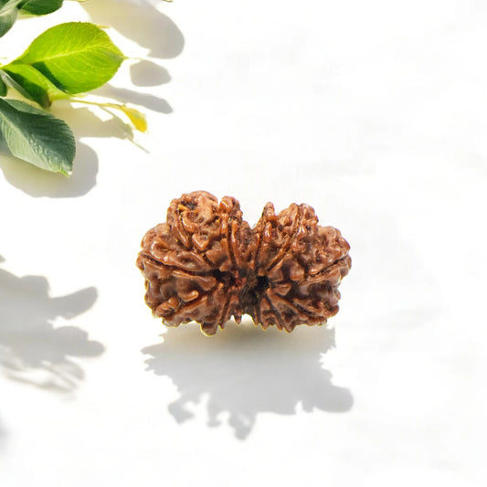 Natural Gauri Shankar Rudraksha With Certificate-GS92