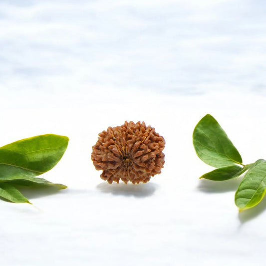 Natural 14 Mukhi Nepali Rudraksha With Certificate-14R97