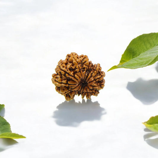 Natural 14 Mukhi Nepali Rudraksha With Certificate-14R96