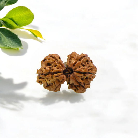 Natural Gauri Shankar Rudraksha With Certificate-GS93