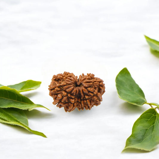 Natural 13 Mukhi Nepali Rudraksha With Certificate-13R97