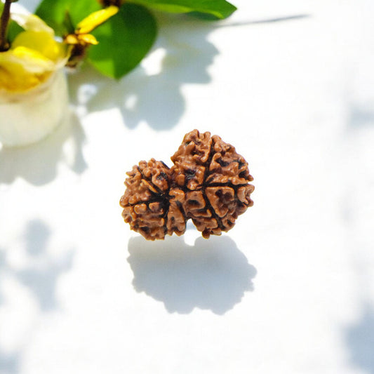 Natural Gauri Shankar Rudraksha With Certificate-GS94