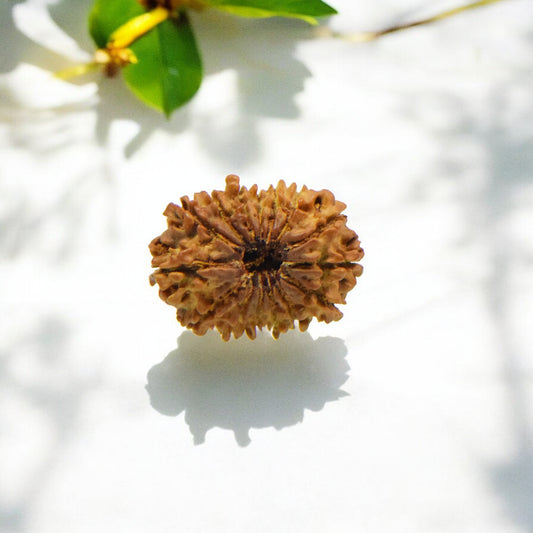 Natural 15 Mukhi Nepali Rudraksha With Certificate-15R98