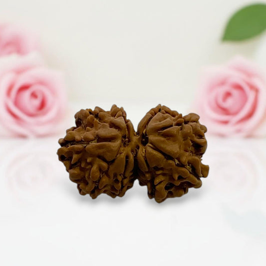 Gauri Shankar Rudraksha