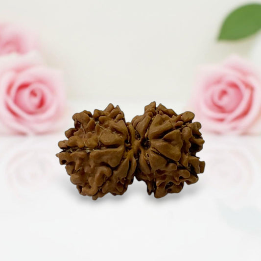Gauri Shankar Rudraksha