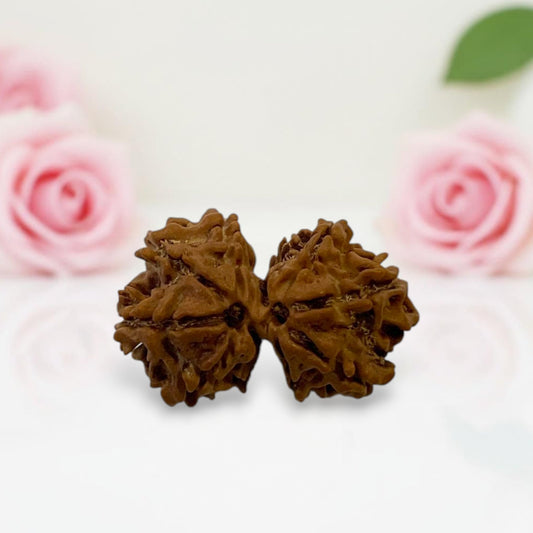 Gauri Shankar Rudraksha