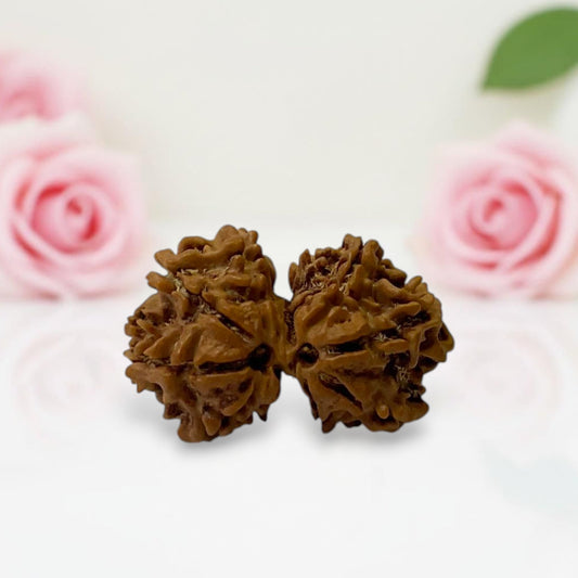 Gauri Shankar Rudraksha