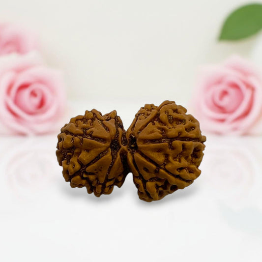 Gauri Shankar Rudraksha