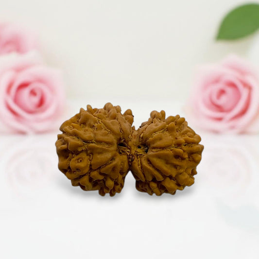 Gauri Shankar Rudraksha