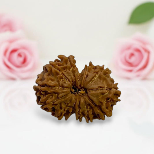 Gauri Shankar Rudraksha
