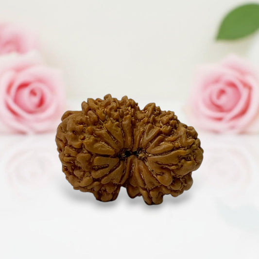 Gauri Shankar Rudraksha