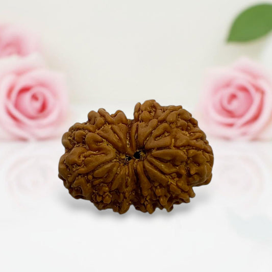 Gauri Shankar Rudraksha