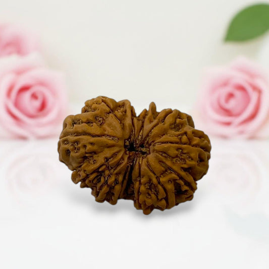 Gauri Shankar Rudraksha