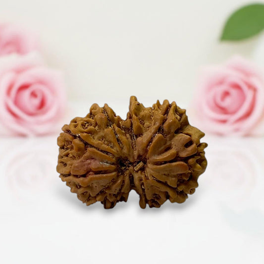 Gauri Shankar Rudraksha